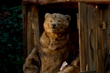 Geico - Bear